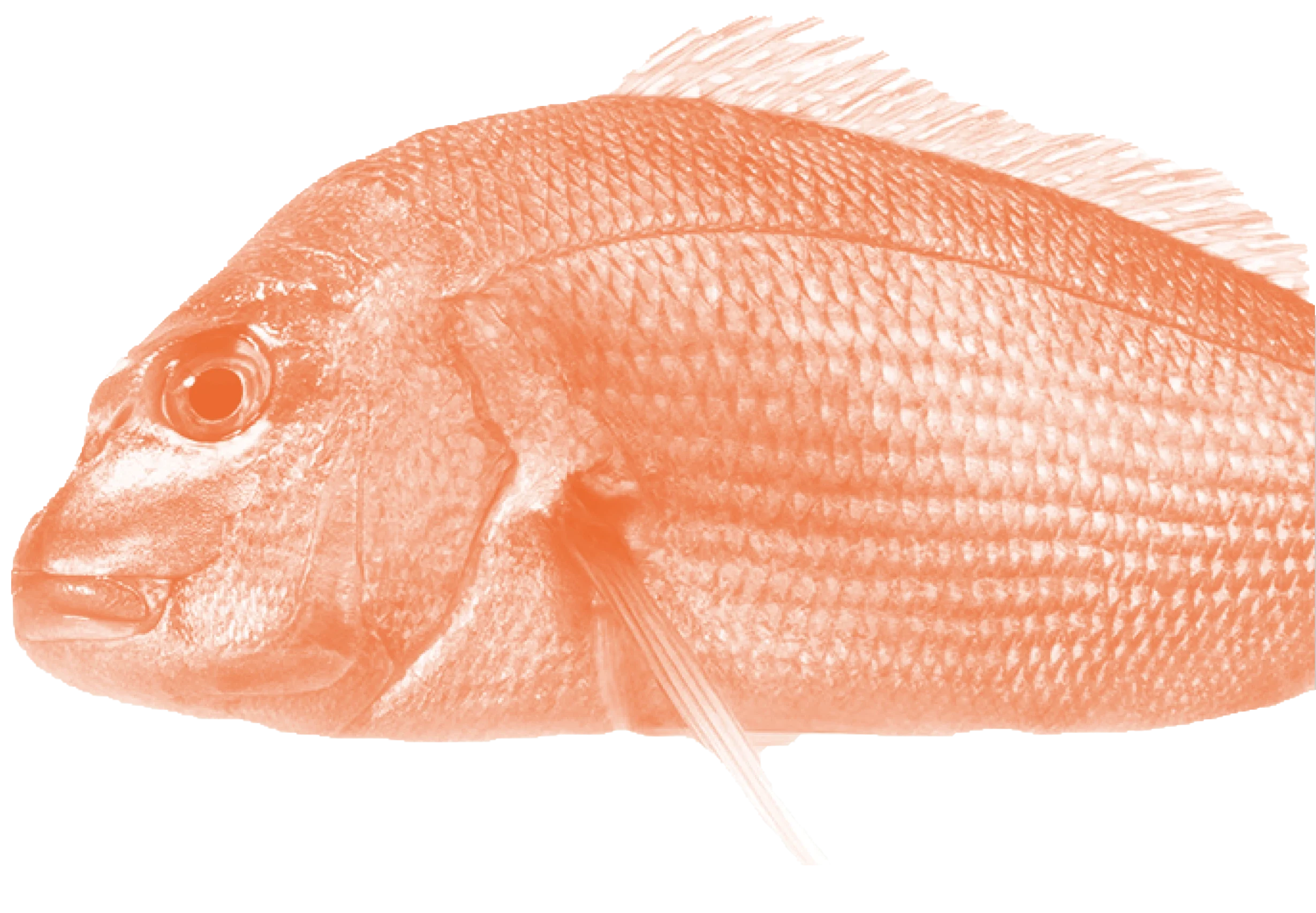 VIS e1765283245551